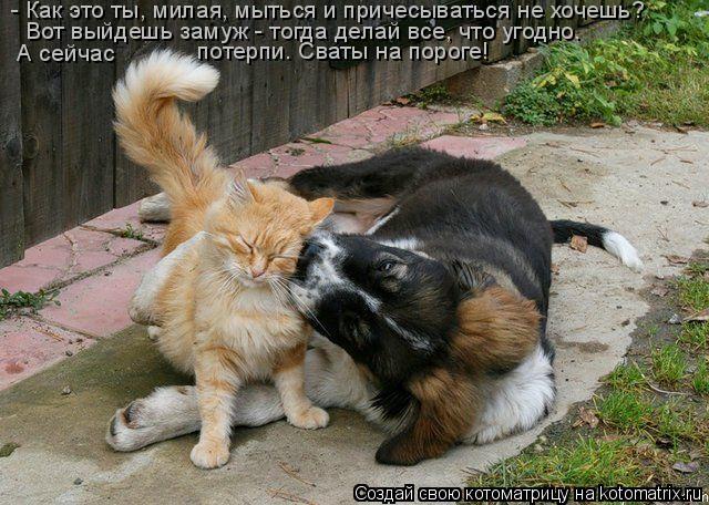 - Как это ты, милая, мыться и причесываться не хочешь? Вот выйдешь замуж - тогда делай все, что угодн... Котоматрица: - Как это ты, милая, мыться и причесываться не хочешь? Вот выйдешь замуж - тогда делай все, что угодно. А сейчас потерпи. Сваты на пороге!