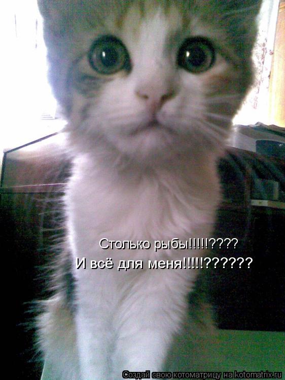 Котоматрица: Столько рыбы!!!!!???? И всё для меня!!!!!??????