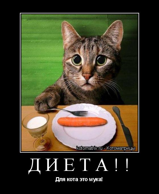 Диета!! Для кота это мука!... Котоматрица: Диета!! Для кота это мука!