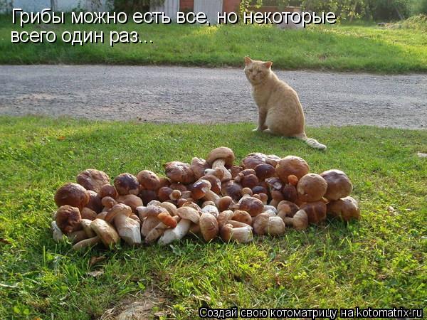 Котоматрица: Грибы можно есть все, но некоторые всего один раз...