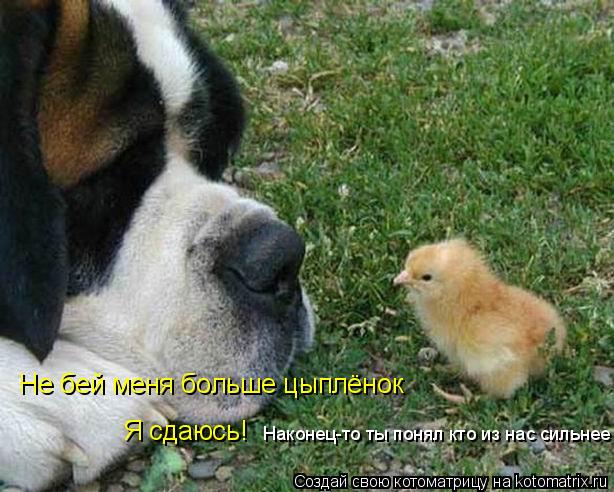 Не бей меня больше цыплёнок Я сдаюсь! Наконец-то ты понял кто из нас сильнее... Котоматрица: Не бей меня больше цыплёнок Я сдаюсь! Наконец-то ты понял кто из нас сильнее