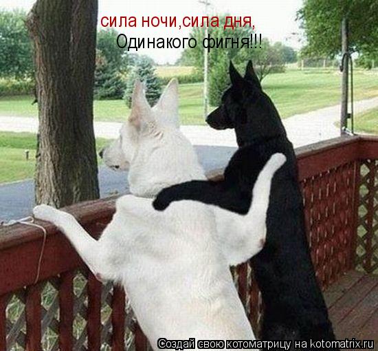 сила ночи,сила дня, Одинакого фигня!!!... Котоматрица: сила ночи,сила дня, Одинакого фигня!!!