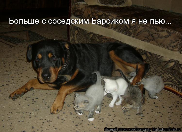 Больше с соседским Барсиком я не пью...... Котоматрица: Больше с соседским Барсиком я не пью...