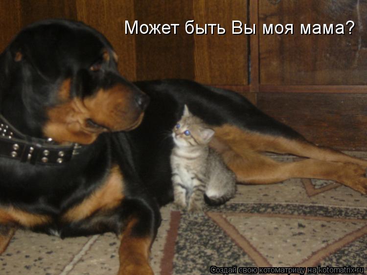 Может быть Вы моя мама?... Котоматрица: Может быть Вы моя мама?