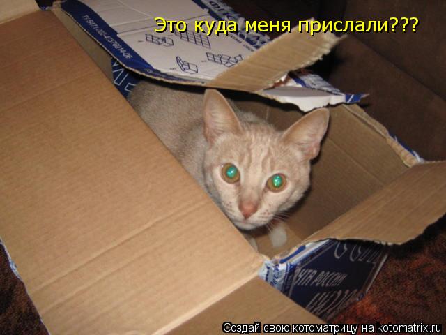 Это куда меня прислали???... Котоматрица: Это куда меня прислали???