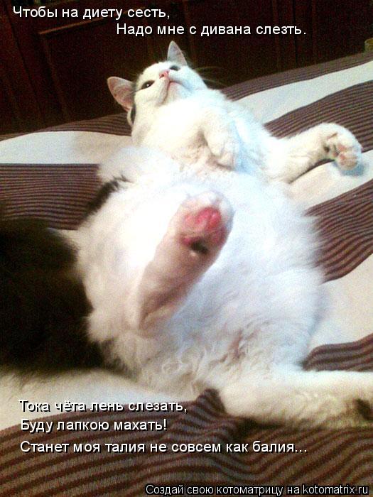 Котоматрица: Чтобы на диету сесть, Надо мне с дивана слезть. Тока чёта лень слезать, Буду лапкою махать! Станет моя талия не совсем как балия...