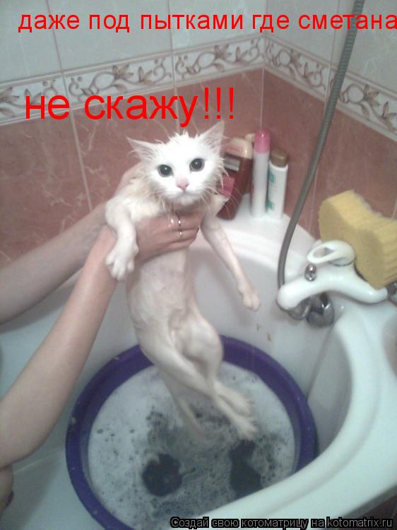Котоматрица: даже под пытками где сметана не скажу!!!