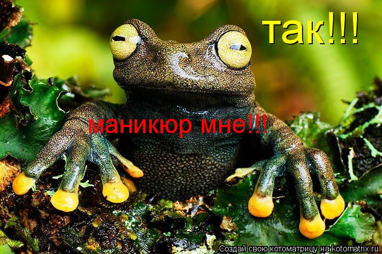 Котоматрица: так!!! маникюр мне!!!