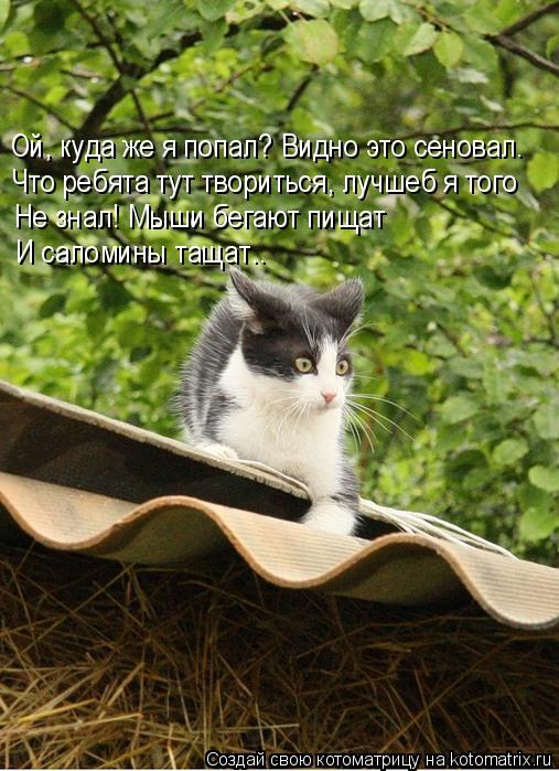 Котоматрица: Ой, куда же я попал? Видно это сеновал. Что ребята тут твориться, лучшеб я того  Не знал! Мыши бегают пищат  И саломины тащат..