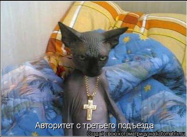 Котоматрица: Авторитет с третьего подъезда
