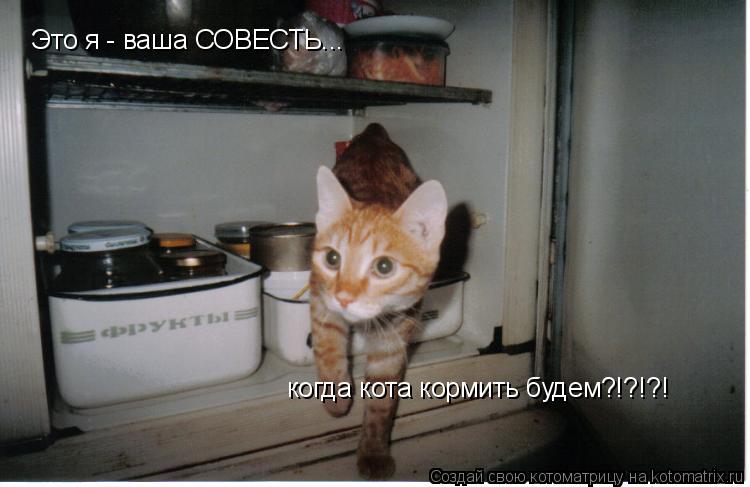 Это я - ваша СОВЕСТЬ... когда кота кормить будем?!?!?!... Котоматрица: Это я - ваша СОВЕСТЬ... когда кота кормить будем?!?!?!