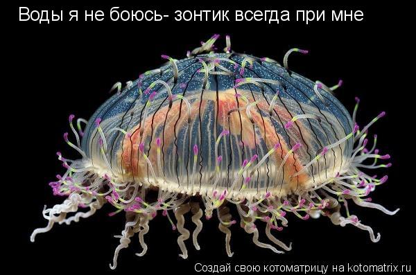 Воды я не боюсь- зонтик всегда при мне... Котоматрица: Воды я не боюсь- зонтик всегда при мне