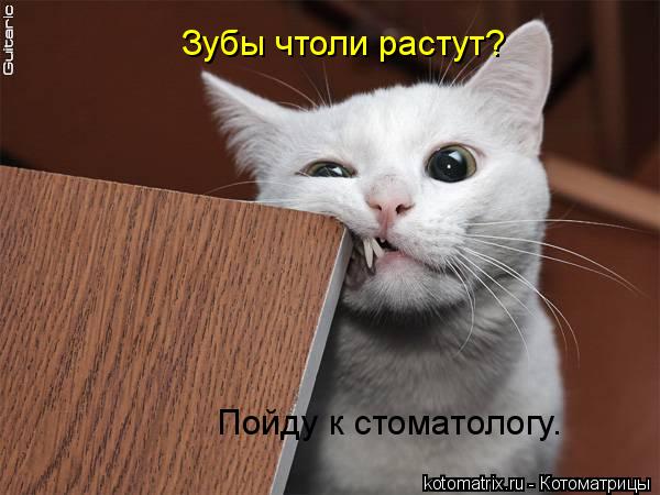Котоматрица: Зубы чтоли растут?  Пойду к стоматологу.