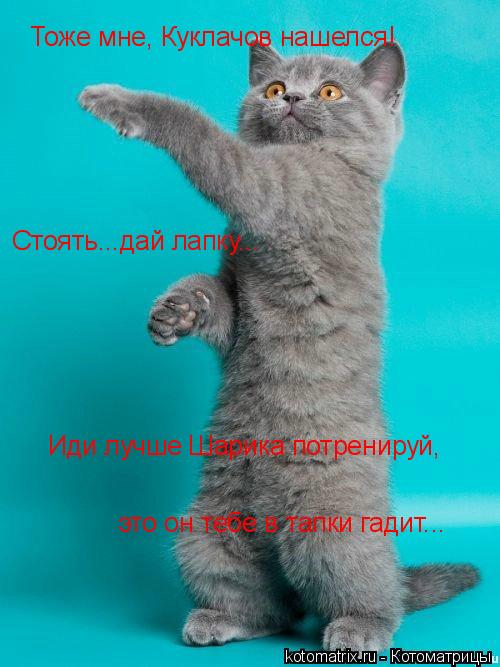 Котоматрица: Тоже мне, Куклачов нашелся! Стоять...дай лапку... Иди лучше Шарика потренируй, это он тебе в тапки гадит...