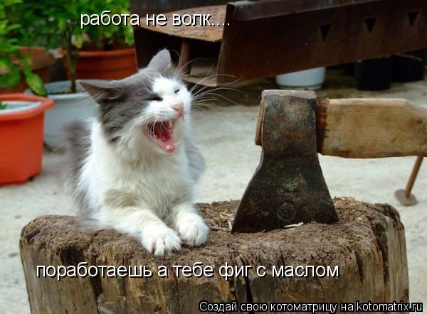 Котоматрица: работа не волк.... поработаешь а тебе фиг с маслом