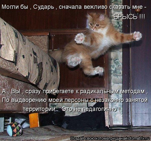 Могли бы , Сударь , сначала вежливо сказать мне - БРЫСЬ !!! А , ВЫ , сразу прибегаете к радикальным м... Котоматрица: Могли бы , Сударь , сначала вежливо сказать мне - БРЫСЬ !!! А , ВЫ , сразу прибегаете к радикальным методам , По выдворению моей персоны с незако