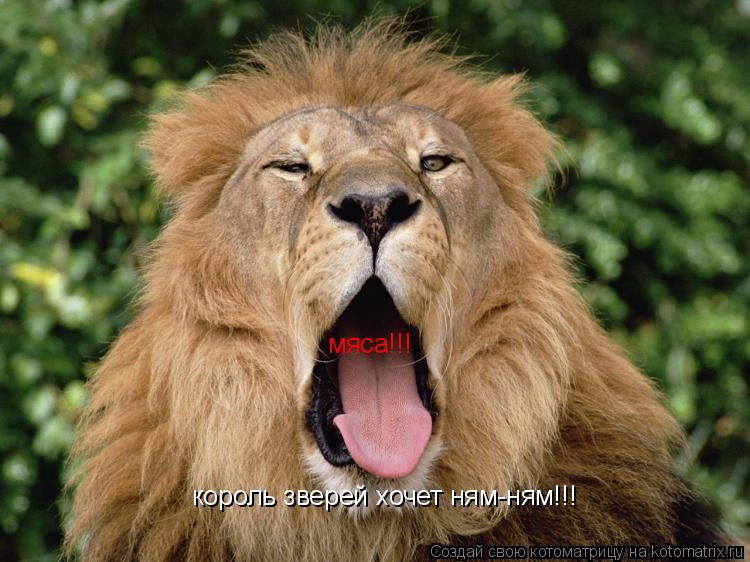 Котоматрица: король зверей хочет ням-ням!!! мяса!!!