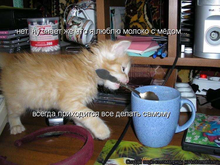 Котоматрица: нет, ну знает же что я люблю молоко с мёдом... всегда приходится все делать самому