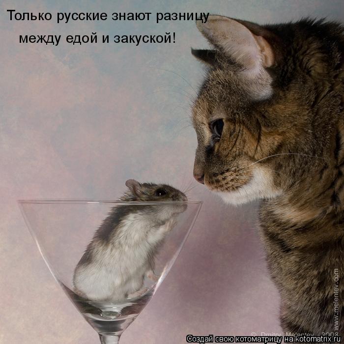 Только русские знают разницу между едой и закуской!... Котоматрица: Только русские знают разницу между едой и закуской!