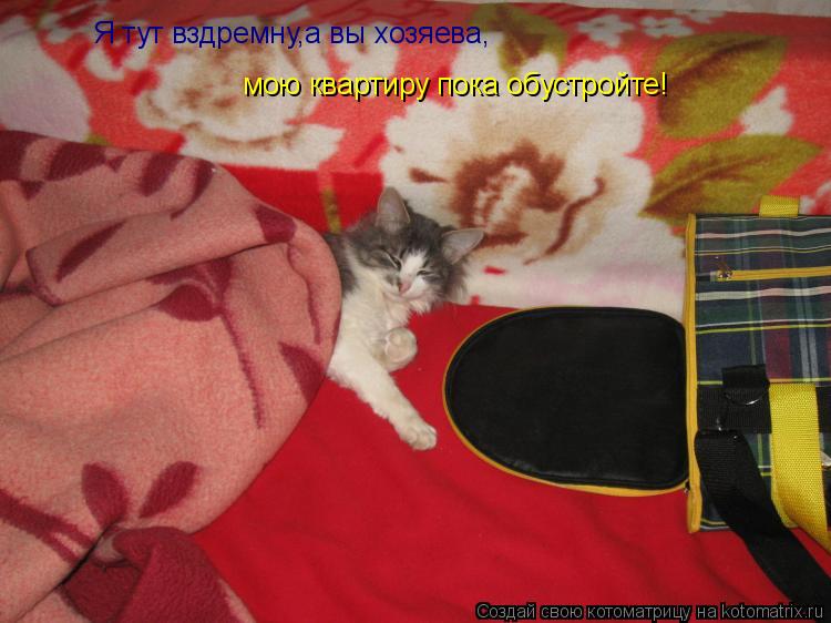 Котоматрица: Я тут вздремну,а вы хозяева, мою квартиру пока обустройте!