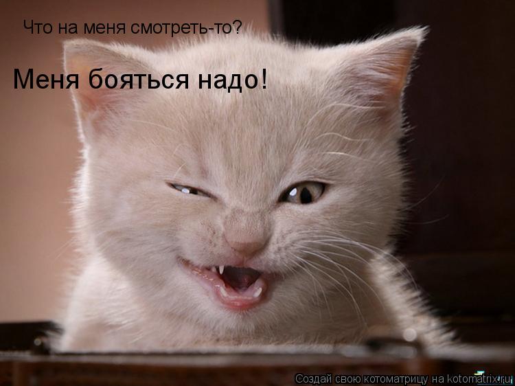Котоматрица: Что на меня смотреть-то? Меня бояться надо!