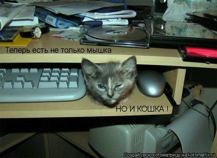 Котоматрица: Теперь есть не только мышка НО И КОШКА !