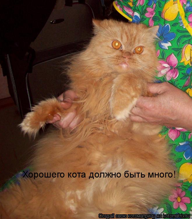 Котоматрица: Хорошего кота должно быть много!