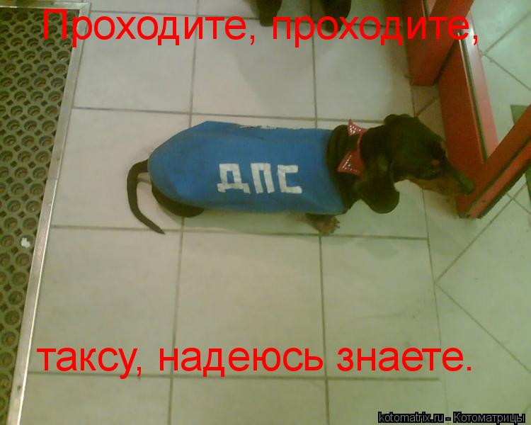 Проходите, проходите, таксу, надеюсь знаете.... Котоматрица: Проходите, проходите, таксу, надеюсь знаете.