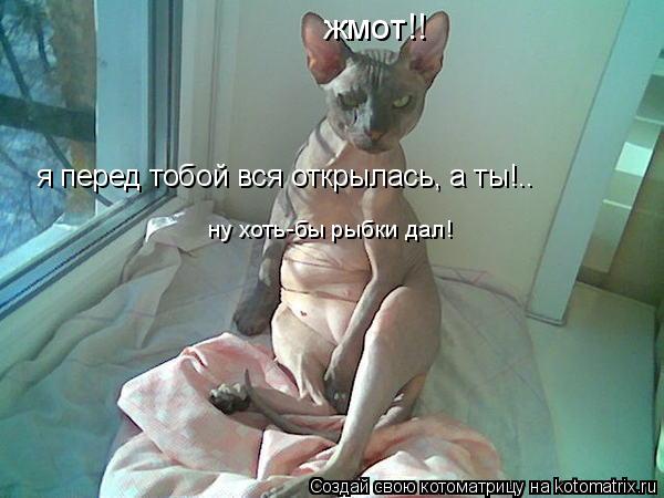 Котоматрица: жмот!! я перед тобой вся открылась, а ты!.. ну хоть-бы рыбки дал!