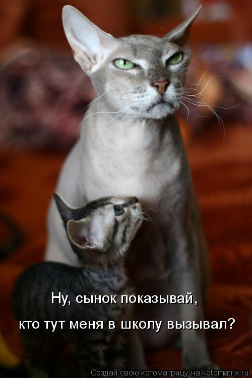 Ну, сынок показывай, кто тут меня в школу вызывал?... Котоматрица: Ну, сынок показывай, кто тут меня в школу вызывал?