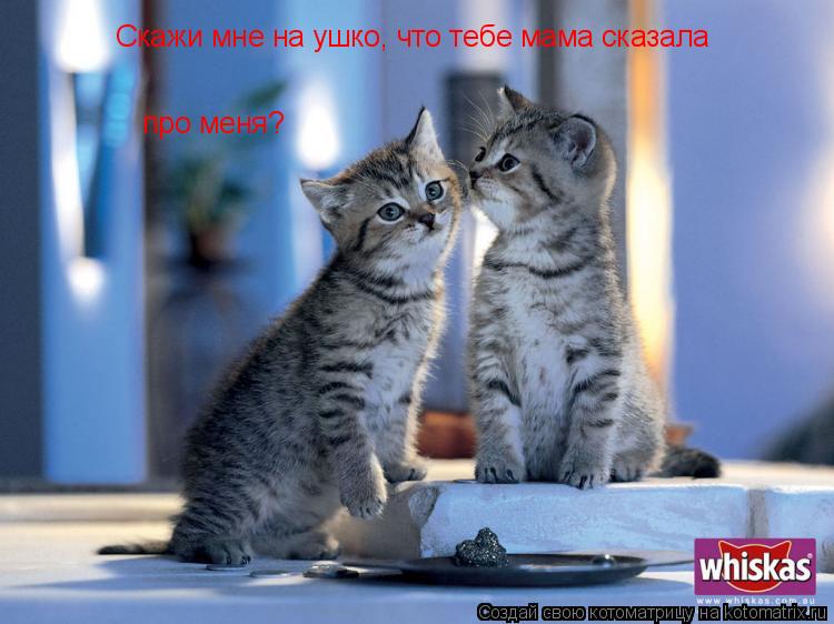 Котоматрица: Скажи мне на ушко, что тебе мама сказала про меня?