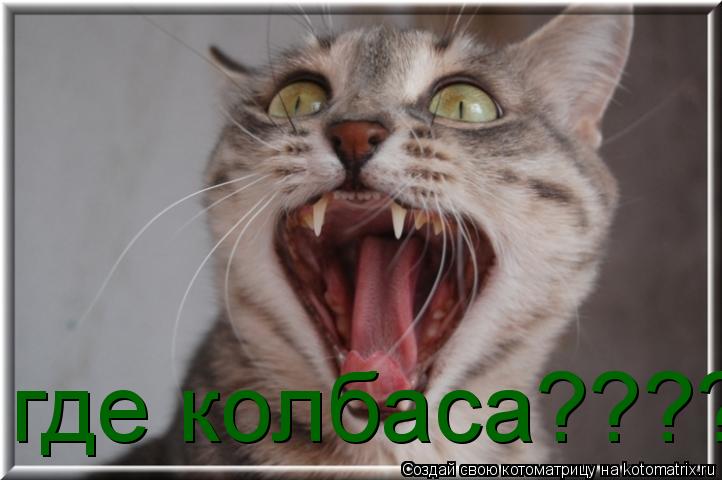 Котоматрица: где колбаса????????