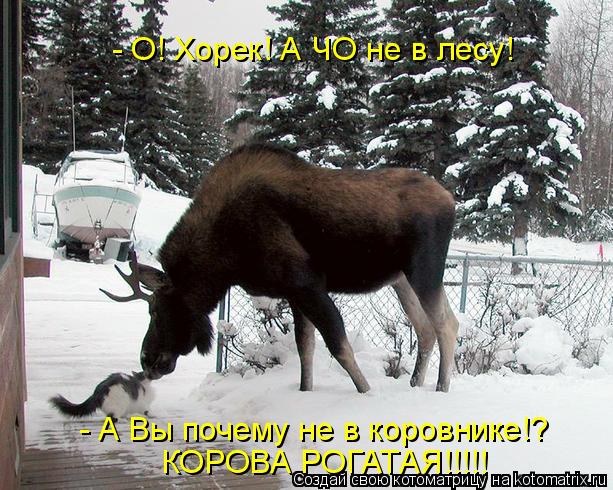 Котоматрица: - О! Хорек! А ЧО не в лесу! - А Вы почему не в коровнике!? КОРОВА РОГАТАЯ!!!!!