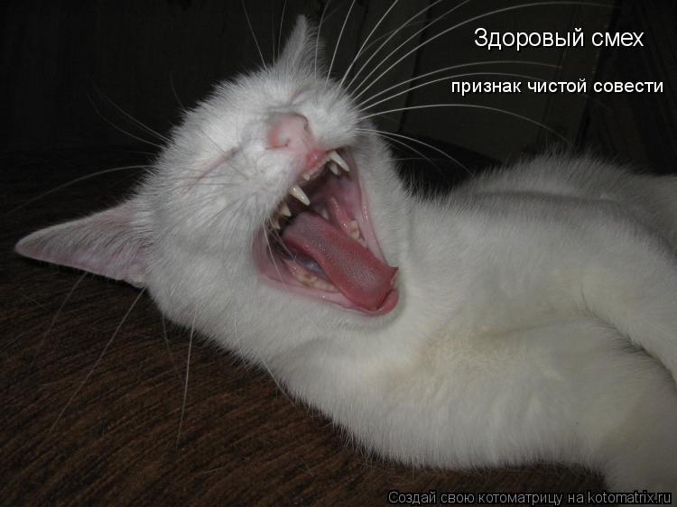Котоматрица: Здоровый смех признак чистой совести
