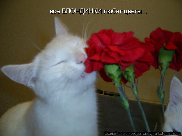 все БЛОНДИНКИ любят цветы...... Котоматрица: все БЛОНДИНКИ любят цветы...