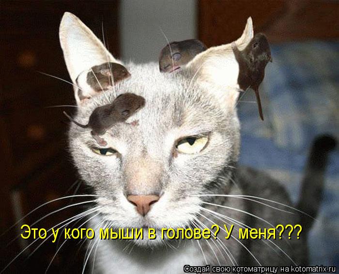 Это у кого мыши в голове? У меня???... Котоматрица: Это у кого мыши в голове? У меня???