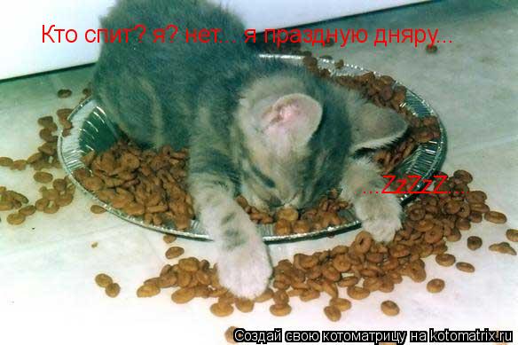 Кто спит? я? нет... я праздную дняру... ...ZzZzZ...... Котоматрица: Кто спит? я? нет... я праздную дняру... ...ZzZzZ...