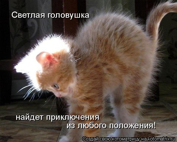 Светлая головушка найдет приключения из любого положения!... Котоматрица: Светлая головушка найдет приключения из любого положения!