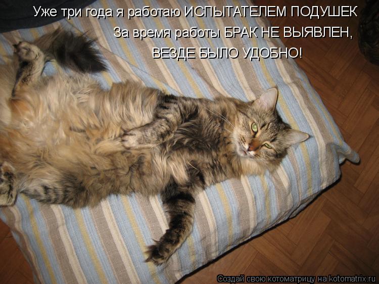 Уже три года я работаю ИСПЫТАТЕЛЕМ ПОДУШЕК За время работы БРАК НЕ ВЫЯВЛЕН, ВЕЗДЕ БЫЛО УДОБНО!... Котоматрица: Уже три года я работаю ИСПЫТАТЕЛЕМ ПОДУШЕК За время работы БРАК НЕ ВЫЯВЛЕН, ВЕЗДЕ БЫЛО УДОБНО!