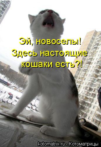 Эй, новоселы! Здесь настоящие кошаки есть?!... Котоматрица: Эй, новоселы! Здесь настоящие кошаки есть?!