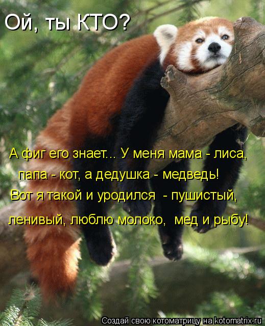 А фиг его знает... У меня мама - лиса, папа - кот, а дедушка - медведь! Вот я такой и уродился - пу... Котоматрица: А фиг его знает... У меня мама - лиса, папа - кот, а дедушка - медведь! Вот я такой и уродился - пушистый, ленивый, люблю молоко, мед и рыбу! Ой,