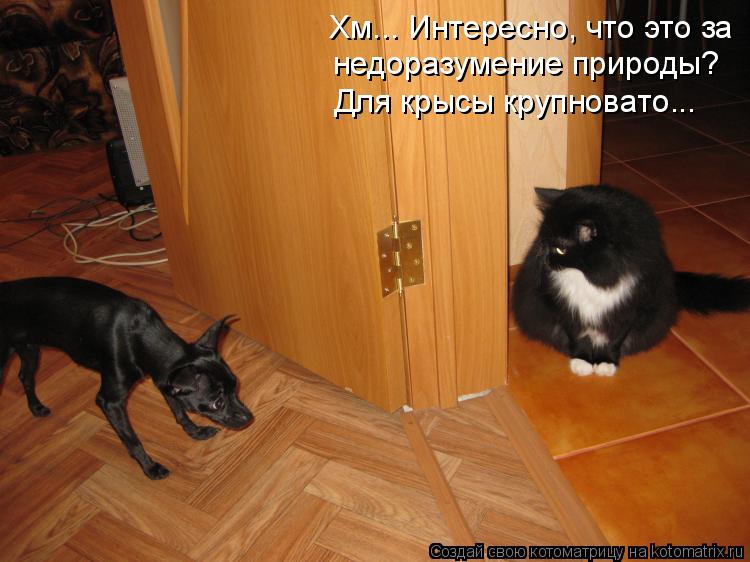 Хм... Интересно, что это за недоразумение природы? Для крысы крупновато...... Котоматрица: Хм... Интересно, что это за недоразумение природы? Для крысы крупновато...