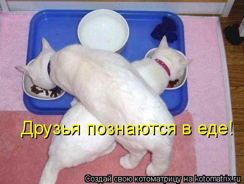 Друзья познаются в еде!... Котоматрица: Друзья познаются в еде!