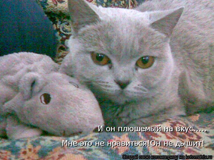 Мне это не нравиться!Он не дышит! Мне это не нравиться!Он не дышит! И он плюшемый на вкус..... И он п... Котоматрица: Мне это не нравиться!Он не дышит! Мне это не нравиться!Он не дышит! И он плюшемый на вкус..... И он плюшемый на вкус.....