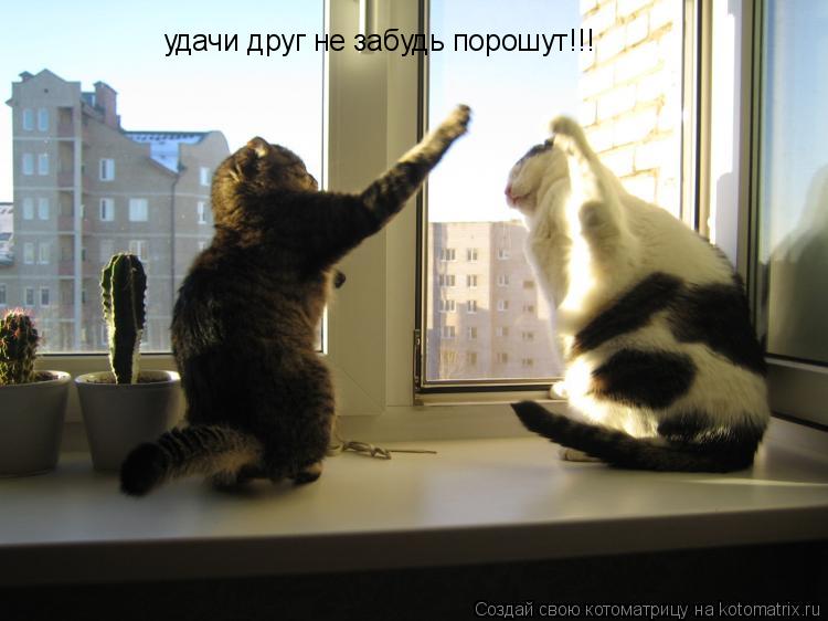 удачи друг не забудь порошут!!!... Котоматрица: удачи друг не забудь порошут!!!