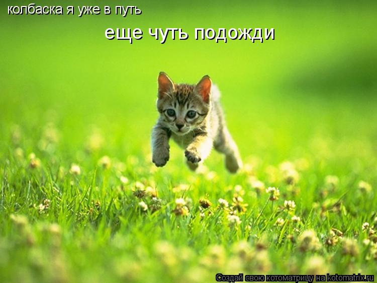 колбаска я уже в путь еще чуть подожди... Котоматрица: колбаска я уже в путь еще чуть подожди