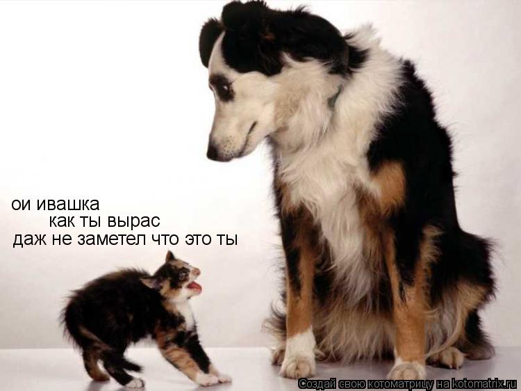 ои ивашка как ты вырас даж не заметел что это ты... Котоматрица: ои ивашка как ты вырас даж не заметел что это ты