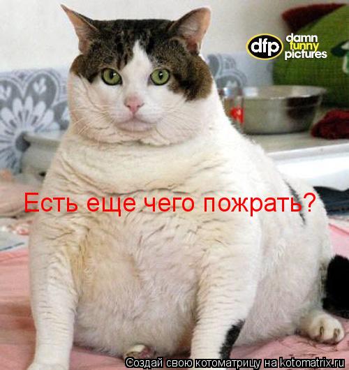 Есть еще чего пожрать?... Котоматрица: Есть еще чего пожрать?