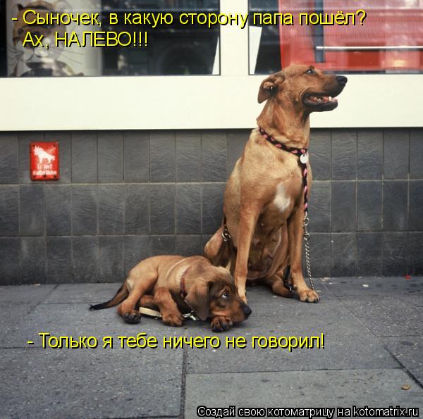 Котоматрица: - Сыночек, в какую сторону папа пошёл? Ах, НАЛЕВО!!! - Только я тебе ничего не говорил!