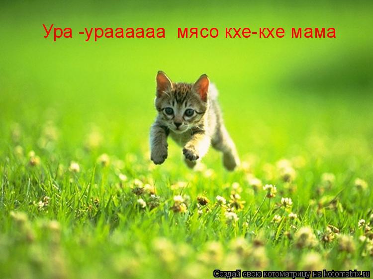 Ура -ураааааа мясо кхе-кхе мама... Котоматрица: Ура -ураааааа мясо кхе-кхе мама